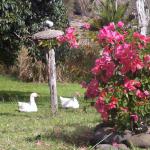 Geese in the garden