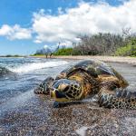Turtles at Puako